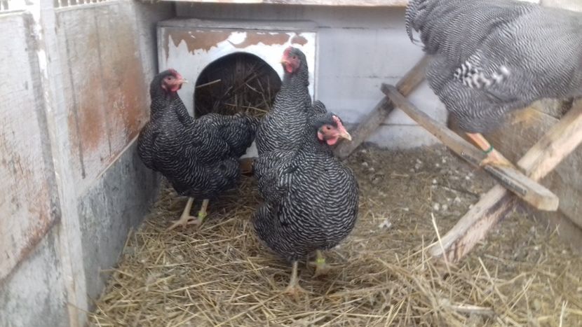  - PLYMOUTH ROCK BARAT F 3 -2020