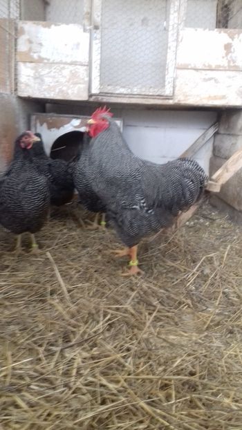  - PLYMOUTH ROCK BARAT F 3 -2020