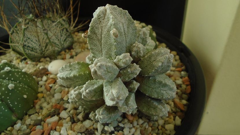 Astrophytum myriostigma cv. Hubuki - Cactusi 2020 - catalogare 2