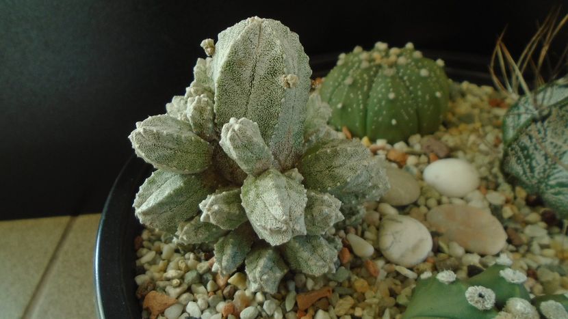 Astrophytum myriostigma cv. Hubuki - Cactusi 2020 - catalogare 2