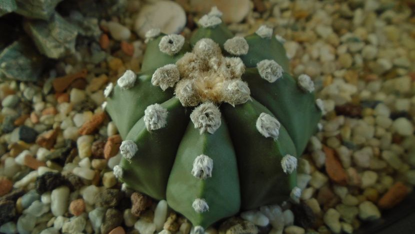Astrophytum asterias - Cactusi 2020 - catalogare 2