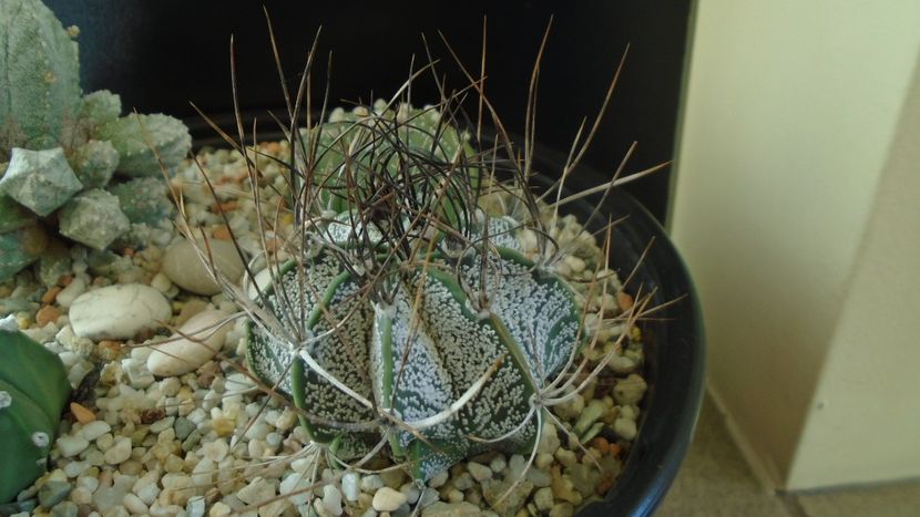 Astrophytum capricorne - Cactusi 2020 - catalogare 2