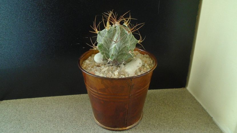 Astrophytum hb. Ornatum x Caput medusae - Cactusi 2020 - catalogare 2