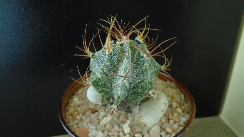 Astrophytum hb. Ornatum x Caput medusae - Cactusi 2020 - catalogare 2