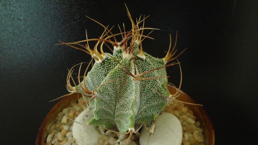 Astrophytum hb. Ornatum x Caput medusae - Cactusi 2020 - catalogare 2