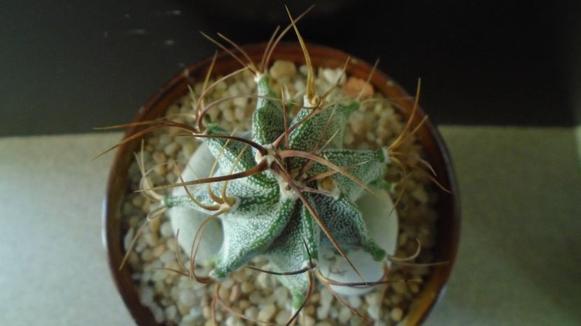 Astrophytum hb. Ornatum x Caput medusae - Cactusi 2020 - catalogare 2