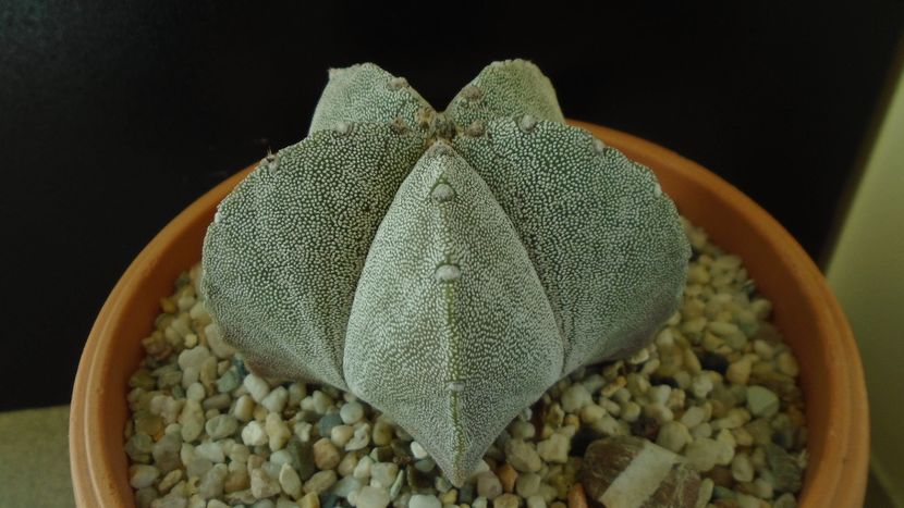 Astrophytum coahuilense - Cactusi 2020 - catalogare 2
