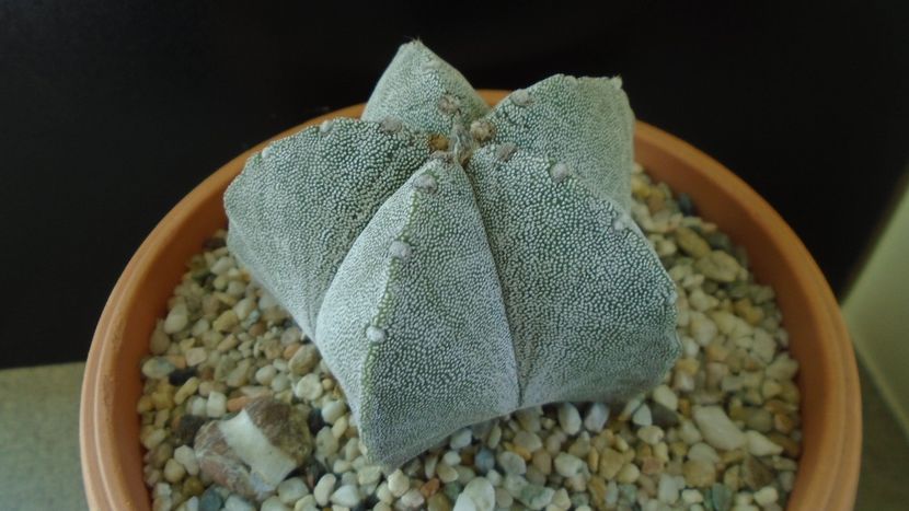 Astrophytum coahuilense - Cactusi 2020 - catalogare 2