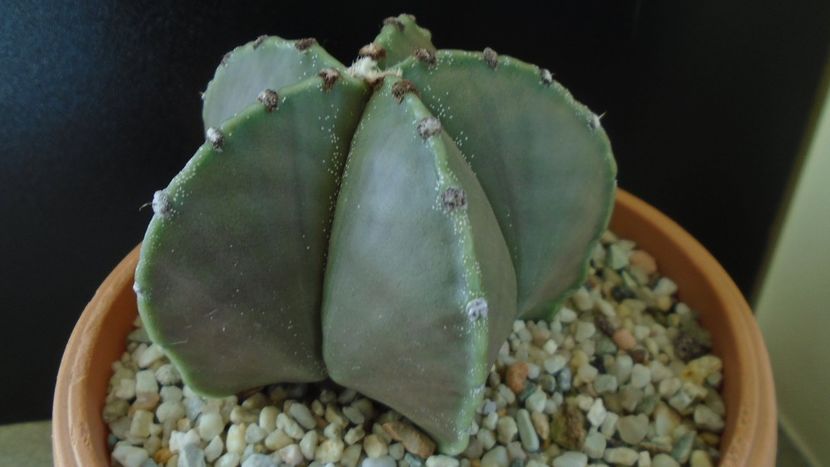 Astrophytum myriostigma - Cactusi 2020 - catalogare 2