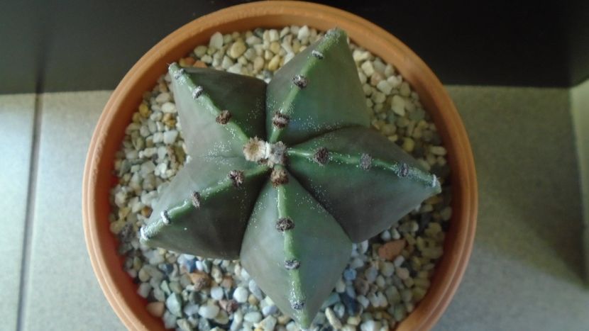 Astrophytum myriostigma - Cactusi 2020 - catalogare 2