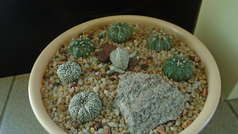 Grup de 7 Astrophytum - Cactusi 2020 - catalogare 2