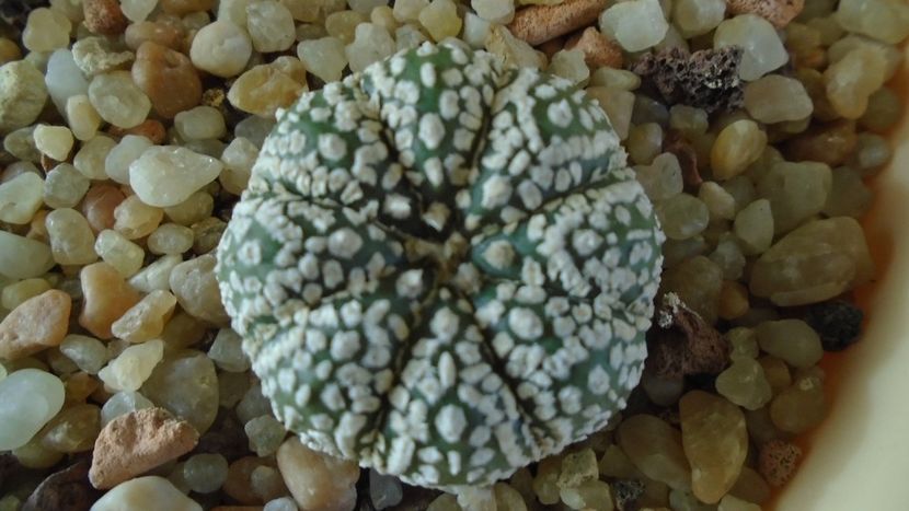Astrophytum asterias cv Super Kabuto - Cactusi 2020 - catalogare 2