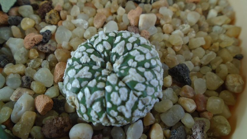 Astrophytum asterias cv Super Kabuto - Cactusi 2020 - catalogare 2