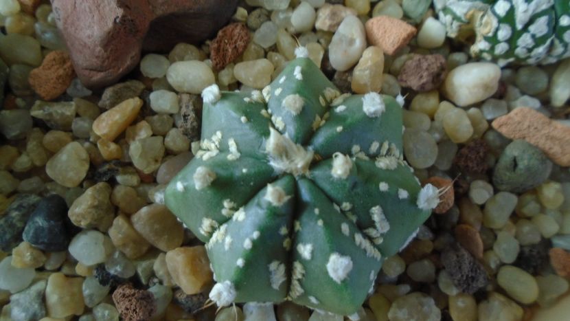 Astrophytum asterias hb. - Cactusi 2020 - catalogare 2