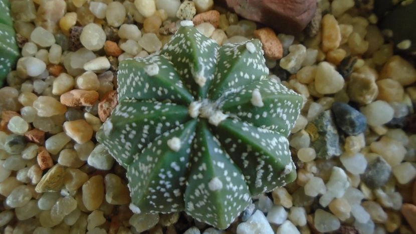 Astrophytum asterias hb. - Cactusi 2020 - catalogare 2