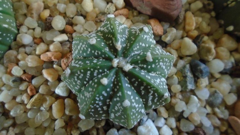 Astrophytum asterias hb. - Cactusi 2020 - catalogare 2