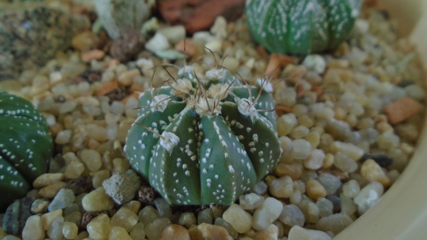 Astrophytum asterias hb. - Cactusi 2020 - catalogare 2