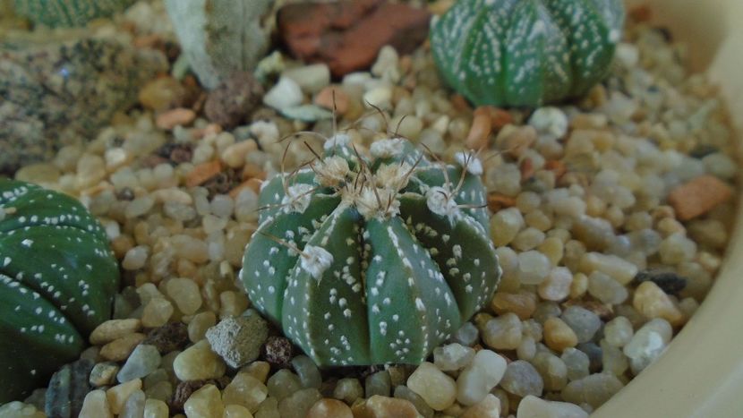 Astrophytum asterias hb. - Cactusi 2020 - catalogare 2
