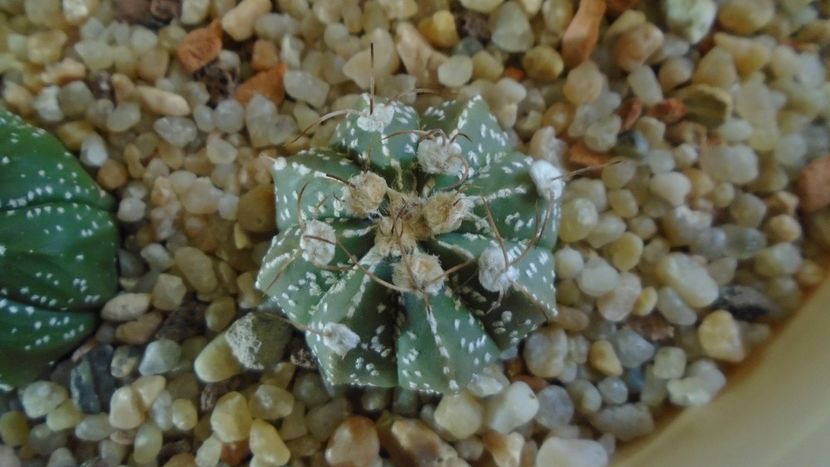 Astrophytum asterias hb. - Cactusi 2020 - catalogare 2
