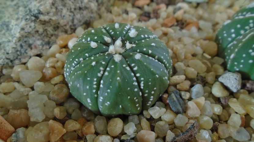 Astrophytum asterias hb. - Cactusi 2020 - catalogare 2