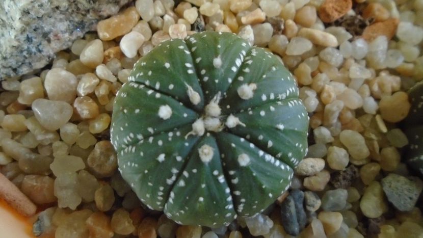 Astrophytum asterias hb. - Cactusi 2020 - catalogare 2