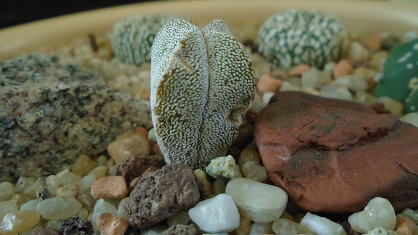 Astrophytum myriostigma cv. Onzuka quadricostatum - Cactusi 2020 - catalogare 2