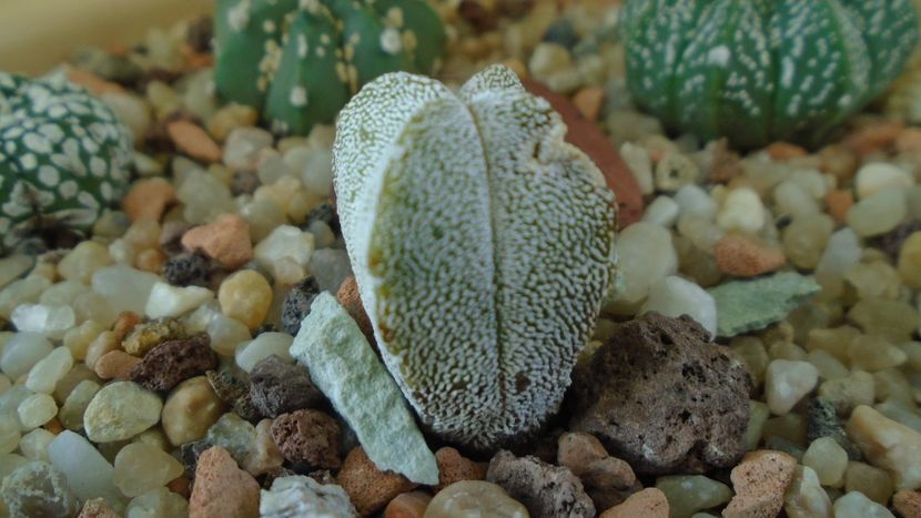 Astrophytum myriostigma cv. Onzuka quadricostatum - Cactusi 2020 - catalogare 2