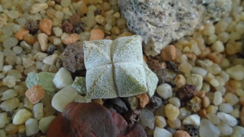 Astrophytum myriostigma cv. Onzuka quadricostatum - Cactusi 2020 - catalogare 2