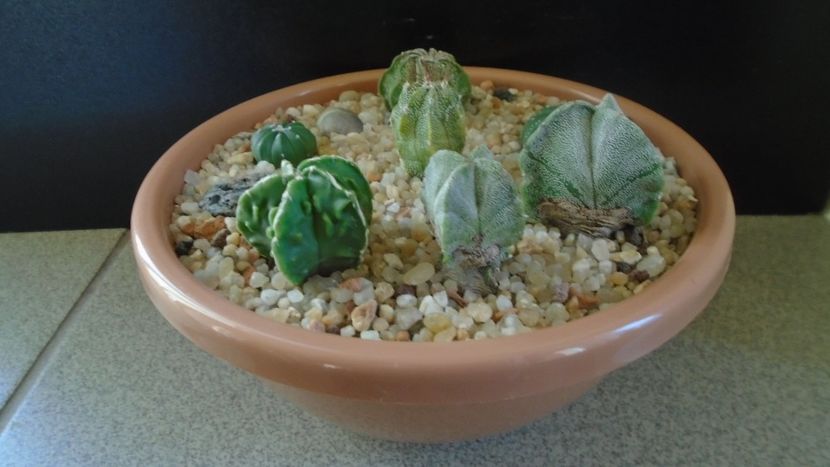 Grup de 7 Astrophytum - Cactusi 2020 - catalogare 2