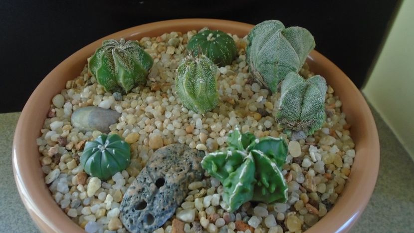 Grup de 7 Astrophytum - Cactusi 2020 - catalogare 2