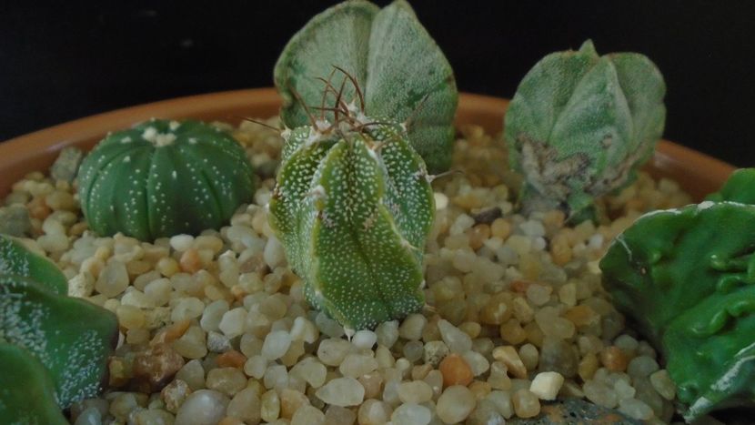 Astrophytum myriostigma hb. (clorofil-deficitar) - Cactusi 2020 - catalogare 2