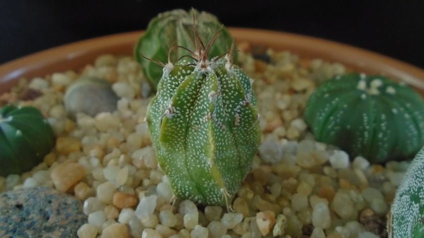 Astrophytum myriostigma hb. (clorofil-deficitar) - Cactusi 2020 - catalogare 2