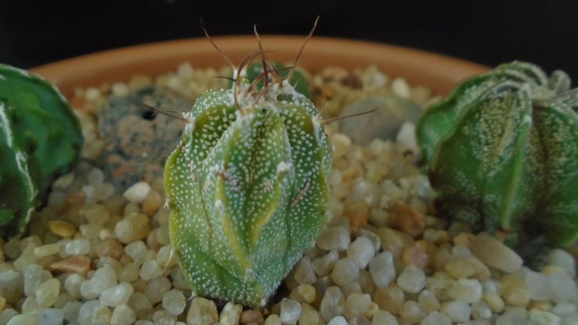 Astrophytum myriostigma hb. (clorofil-deficitar) - Cactusi 2020 - catalogare 2