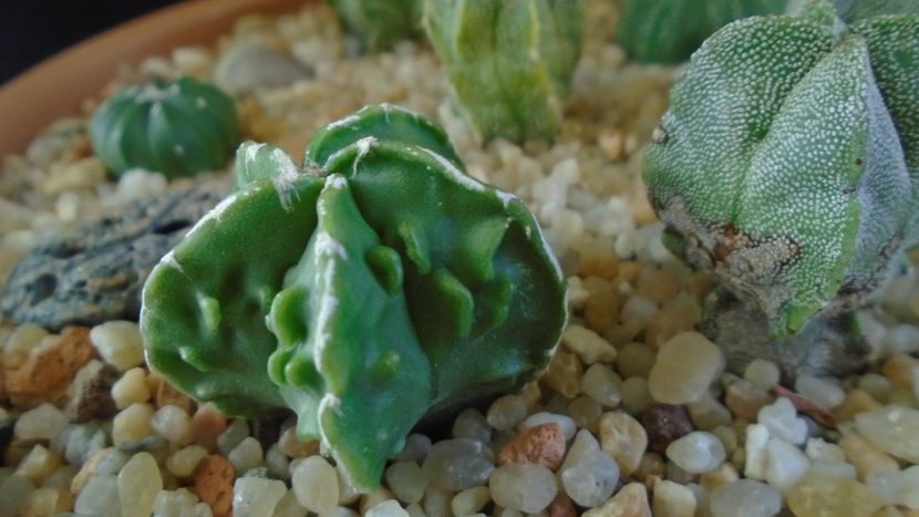 Astrophytum myriostigma hb. Fukuriyu x Marginata - Cactusi 2020 - catalogare 2