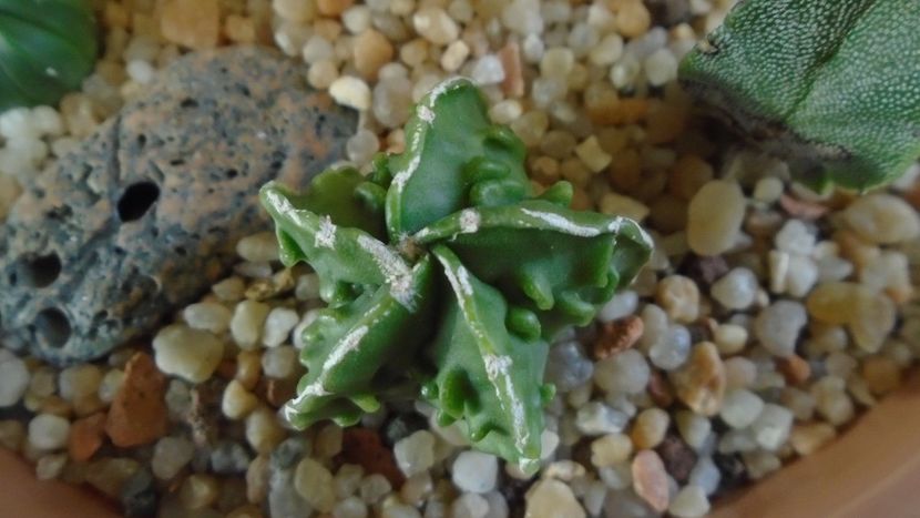 Astrophytum myriostigma hb. Fukuriyu x Marginata - Cactusi 2020 - catalogare 2