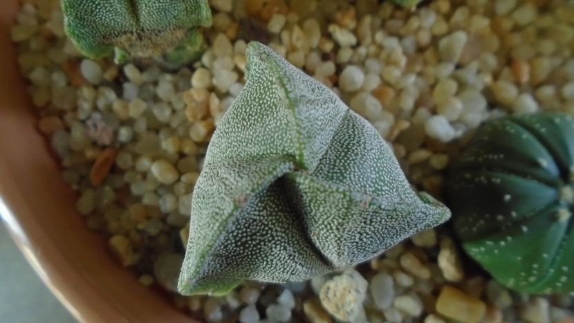 Astrophytum myriostigma v. tricostatum - Cactusi 2020 - catalogare 2