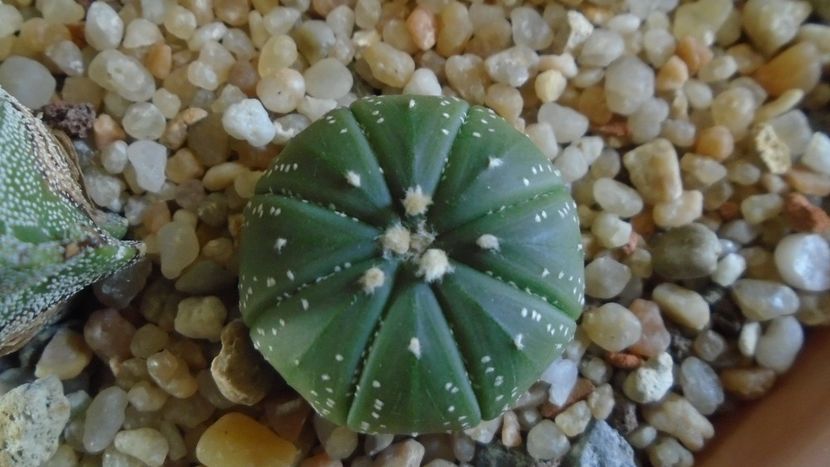 Astrophytum asterias hb. (floare rosie) - Cactusi 2020 - catalogare 2