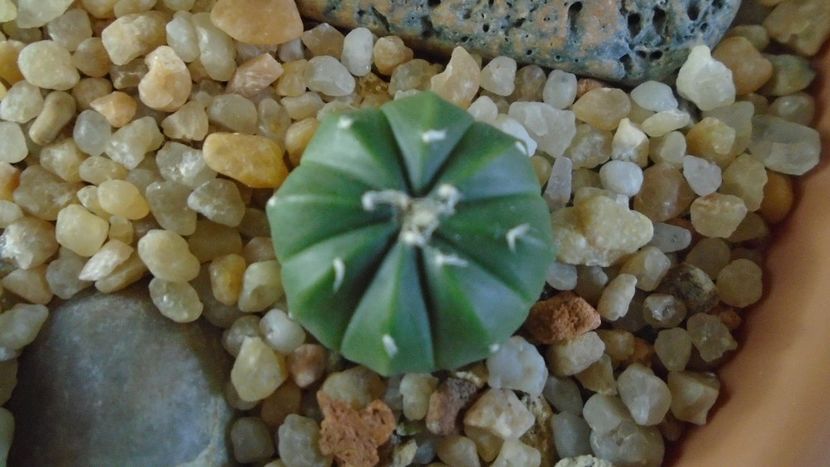 Astrophytum asterias cv. Ooibo Kabuto - Cactusi 2020 - catalogare 2