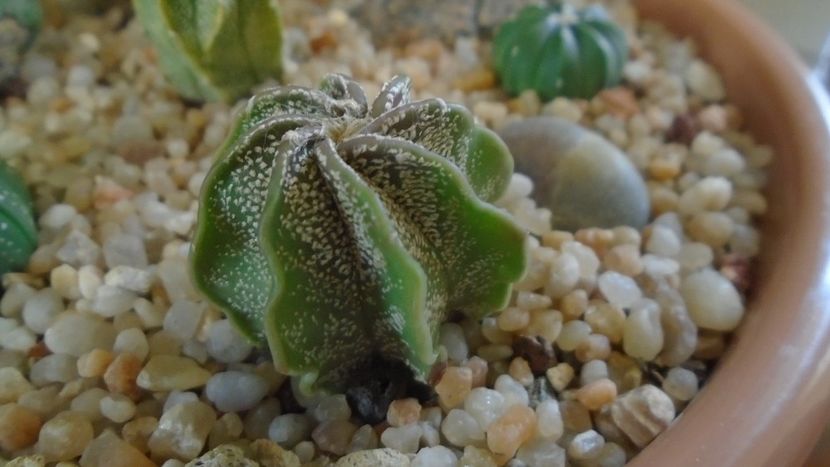 Astrophytum capricorne v. niveum, Cuatrocienegas, Coahuila, Mx - Cactusi 2020 - catalogare 2