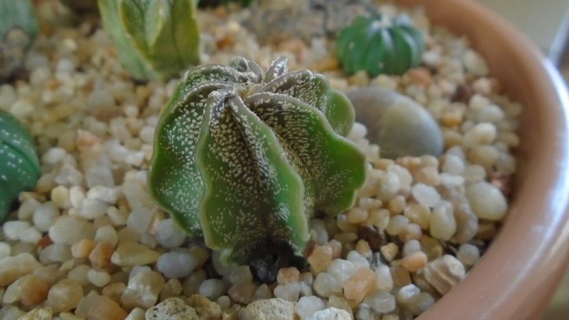 Astrophytum capricorne v. niveum, Cuatrocienegas, Coahuila, Mx - Cactusi 2020 - catalogare 2