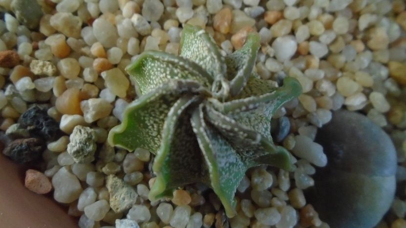 Astrophytum capricorne v. niveum, Cuatrocienegas, Coahuila, Mx - Cactusi 2020 - catalogare 2