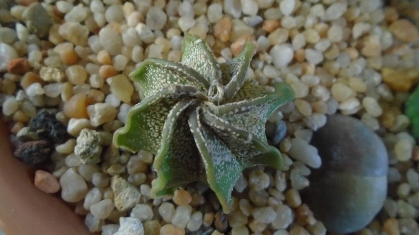 Astrophytum capricorne v. niveum, Cuatrocienegas, Coahuila, Mx - Cactusi 2020 - catalogare 2