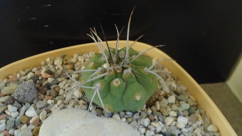 Matucana madisoniorum - Cactusi 2019 final - catalogare 1