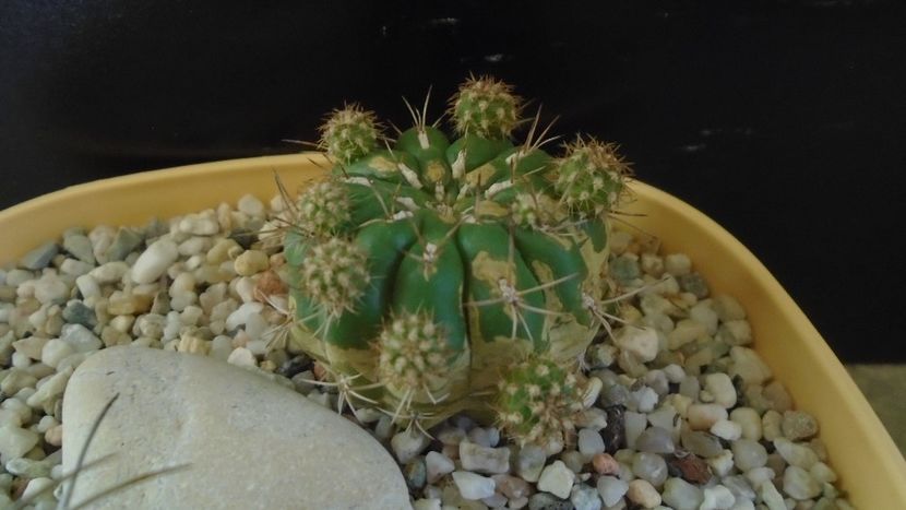 Matucana polzii - Cactusi 2019 final - catalogare 1