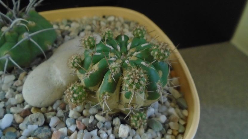 Matucana polzii - Cactusi 2019 final - catalogare 1