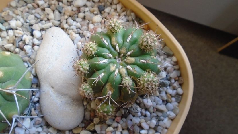 Matucana polzii - Cactusi 2019 final - catalogare 1