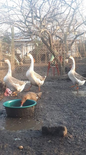 received_885720818534212 - A Gaste chinezesti si africane 2018-2019
