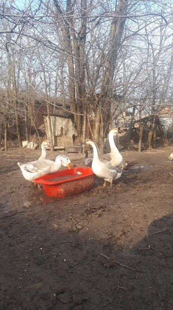 received_598432574320323 - A Gaste chinezesti si africane 2018-2019