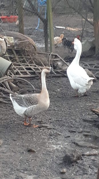 received_747249999093974 - A Gaste chinezesti si africane 2018-2019