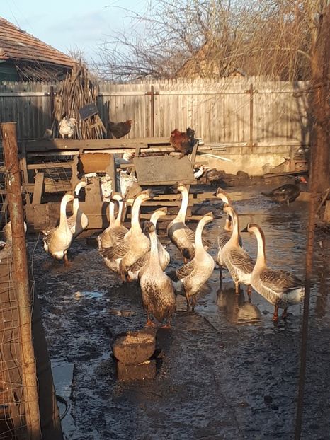  - A Gaste chinezesti si africane 2018-2019